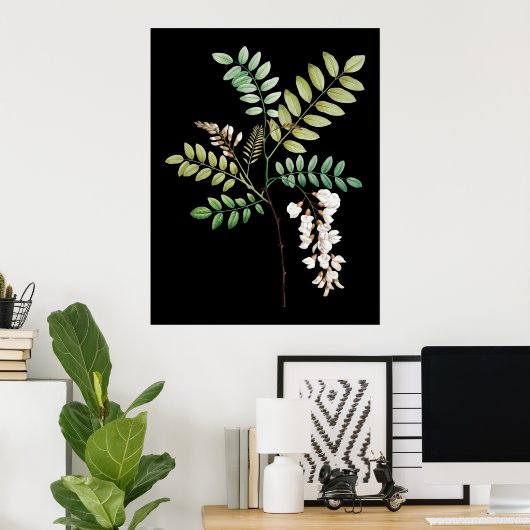 Acacia, zwarte locus, botanische wanddruk poster (Thuiskantoor)