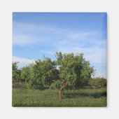 acaciaboom magneet (Voorkant)