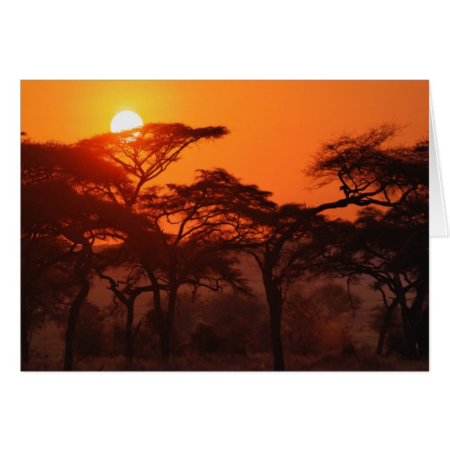 Acaciabos gesilhouetteerd bij zonsondergang, Taran (Voorkant Horizontaal)