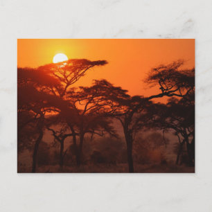 Acaciabos gesilhouetteerd bij zonsondergang, Taran Briefkaart