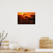 Acaciabos gesilhouetteerd bij zonsondergang, Taran Poster (Keuken)