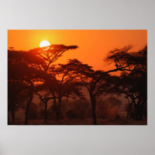 Acaciabos gesilhouetteerd bij zonsondergang, Taran Poster