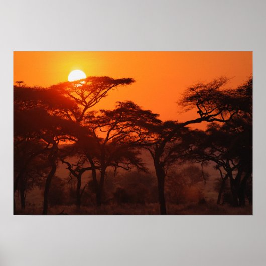Acaciabos gesilhouetteerd bij zonsondergang, Taran Poster (Voorkant)