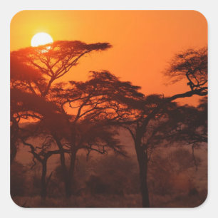 Acaciabos gesilhouetteerd bij zonsondergang, Taran Vierkante Sticker