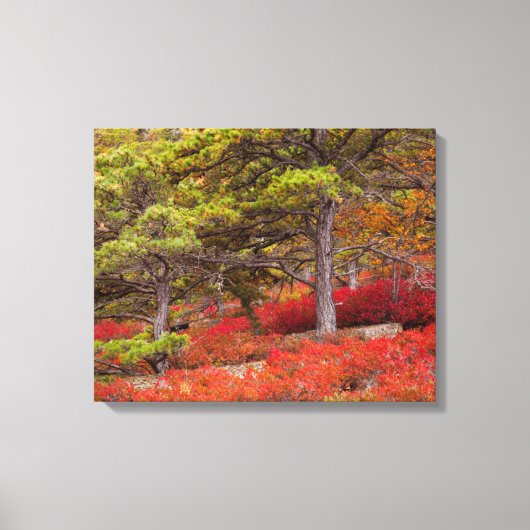 Acadia National Park, Maine Canvas Afdruk (Voorkant)