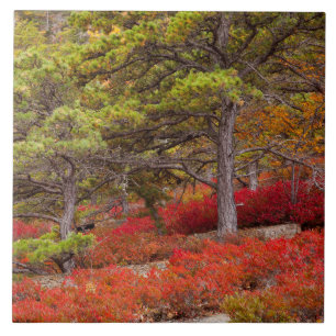 Acadia National Park, Maine Tegeltje