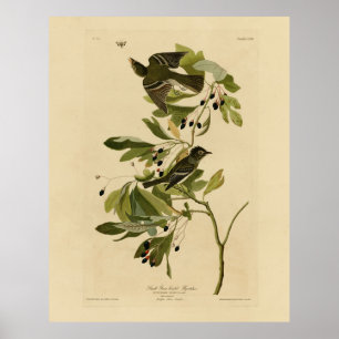 Acadian Flycatcher van Audubon's Birds of America Poster