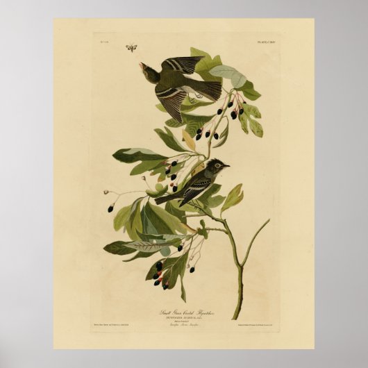 Acadian Flycatcher van Audubon's Birds of America Poster (Voorkant)