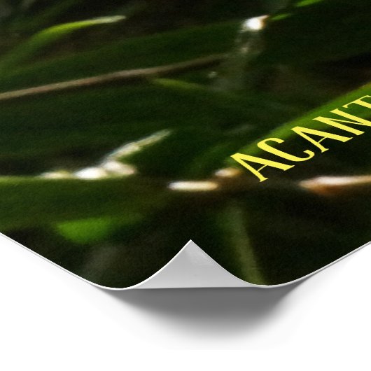 Acanthaceae Pachystachys lutea - Golden Candle Poster (Hoek)