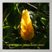 Acanthaceae Pachystachys lutea - Golden Candle Poster (Voorkant)