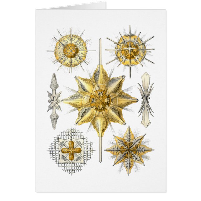 Acanthometra (Voorkant)