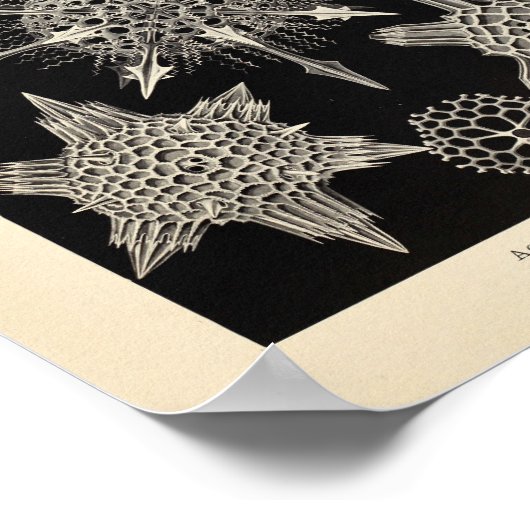  Acanthophracta kleur Ernst Haeckel afdrukken Poster (Hoek)