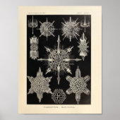  Acanthophracta kleur Ernst Haeckel afdrukken Poster (Voorkant)