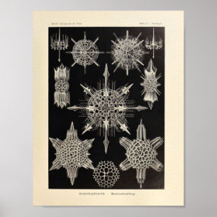  Acanthophracta kleur Ernst Haeckel afdrukken Poster