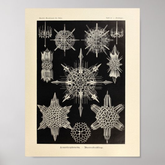 Acanthophracta kleur Ernst Haeckel afdrukken Poster (Voorkant)