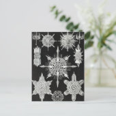 Acanthophracta, schaars, waterdier briefkaart (Staand voorkant)