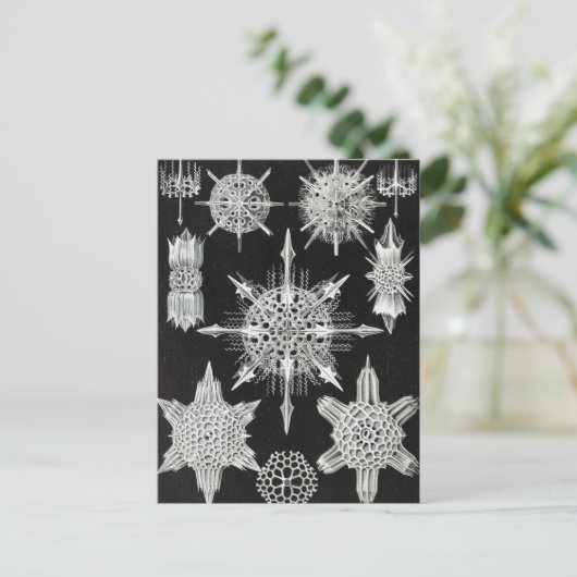 Acanthophracta, schaars, waterdier briefkaart (Staand voorkant)