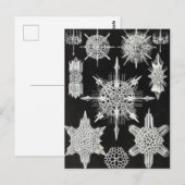 Acanthophracta, schaars, waterdier briefkaart (Voorkant / Achterkant)