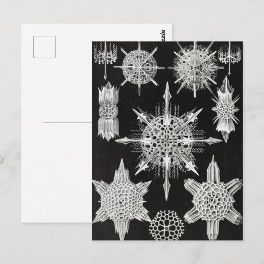 Acanthophracta, schaars, waterdier briefkaart (Voorkant / Achterkant)