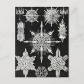 Acanthophracta, schaars, waterdier briefkaart (Voorkant)