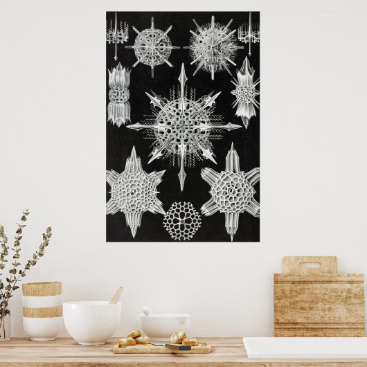 Acanthophracta, schaars, waterdier poster (Keuken)