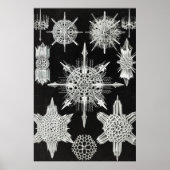 Acanthophracta, schaars, waterdier poster (Voorkant)