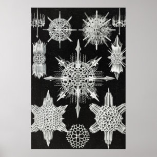 Acanthophracta, schaars, waterdier poster