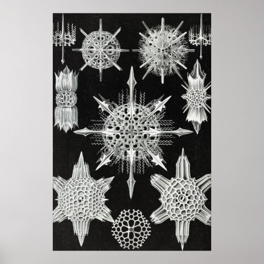 Acanthophracta, schaars, waterdier poster (Voorkant)