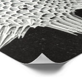 Acanthophracta, schaars, waterdier poster (Hoek)