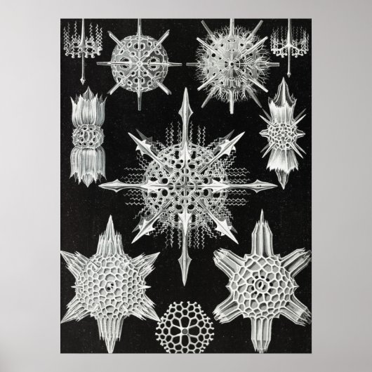 Acanthophracta, schaars, waterdier poster (Voorkant)