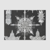 Acanthophracta, schaars, waterdier tissuepapier (Voorkant)