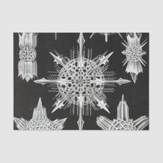 Acanthophracta, schaars, waterdier tissuepapier (Voorkant)