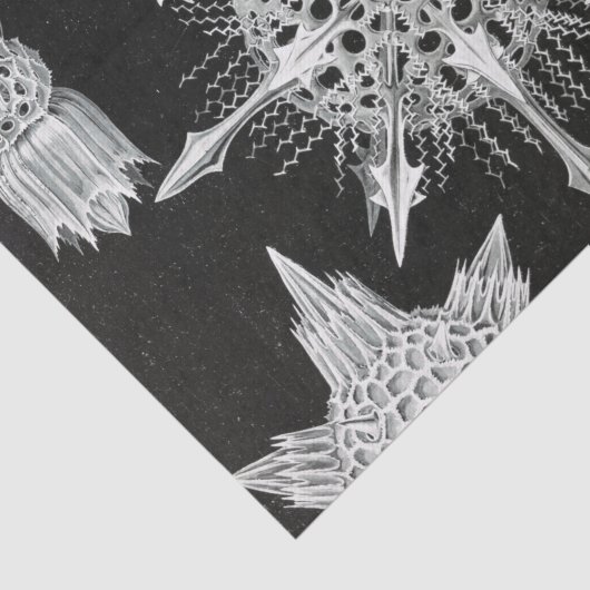 Acanthophracta, schaars, waterdier tissuepapier (Detail)