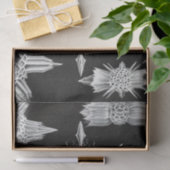 Acanthophracta, schaars, waterdier tissuepapier (Geschenk)