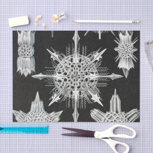 Acanthophracta, schaars, waterdier tissuepapier (Craft)