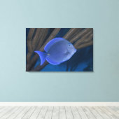 Acanthurus coeruleus met zee canvas afdruk (Insitu (Houten vloer))