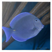 Acanthurus coeruleus met zee tegeltje (Voorkant)