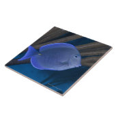 Acanthurus coeruleus met zee tegeltje (Zijkant)