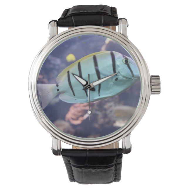 Acanthurus triostegus horloge (Voorkant)