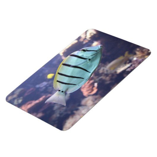 Acanthurus triostegus magneet (Linkerzijde)