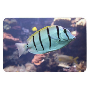 Acanthurus triostegus magneet