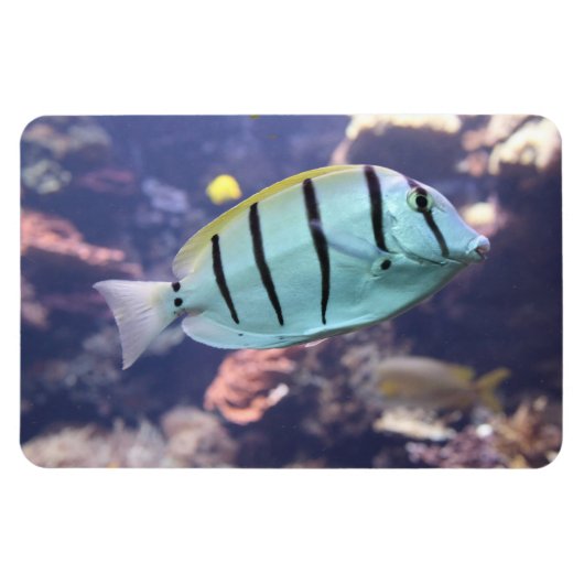 Acanthurus triostegus magneet (Horizontaal)