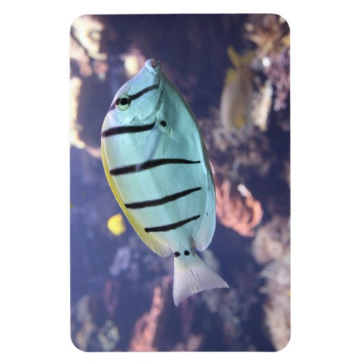 Acanthurus triostegus magneet (Verticaal)