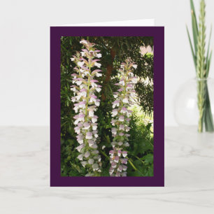Acanthus blossoms kaart