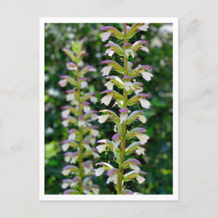 Acanthus Briefkaart
