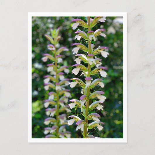 Acanthus Briefkaart (Voorkant)