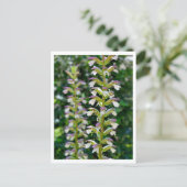 Acanthus Briefkaart (Staand voorkant)