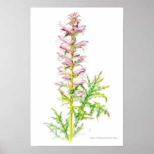 Acanthus mollis watercolor kunst van berenklauw poster
