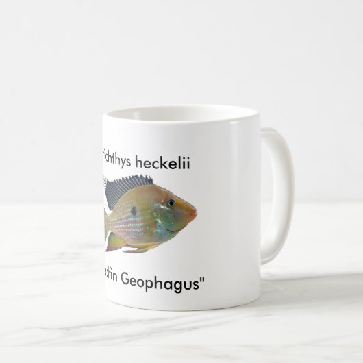 Acarichthys heckelii koffiemok (Voorkant rechts)