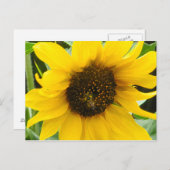 Accented Busy Bee Briefkaart (Voorkant / Achterkant)